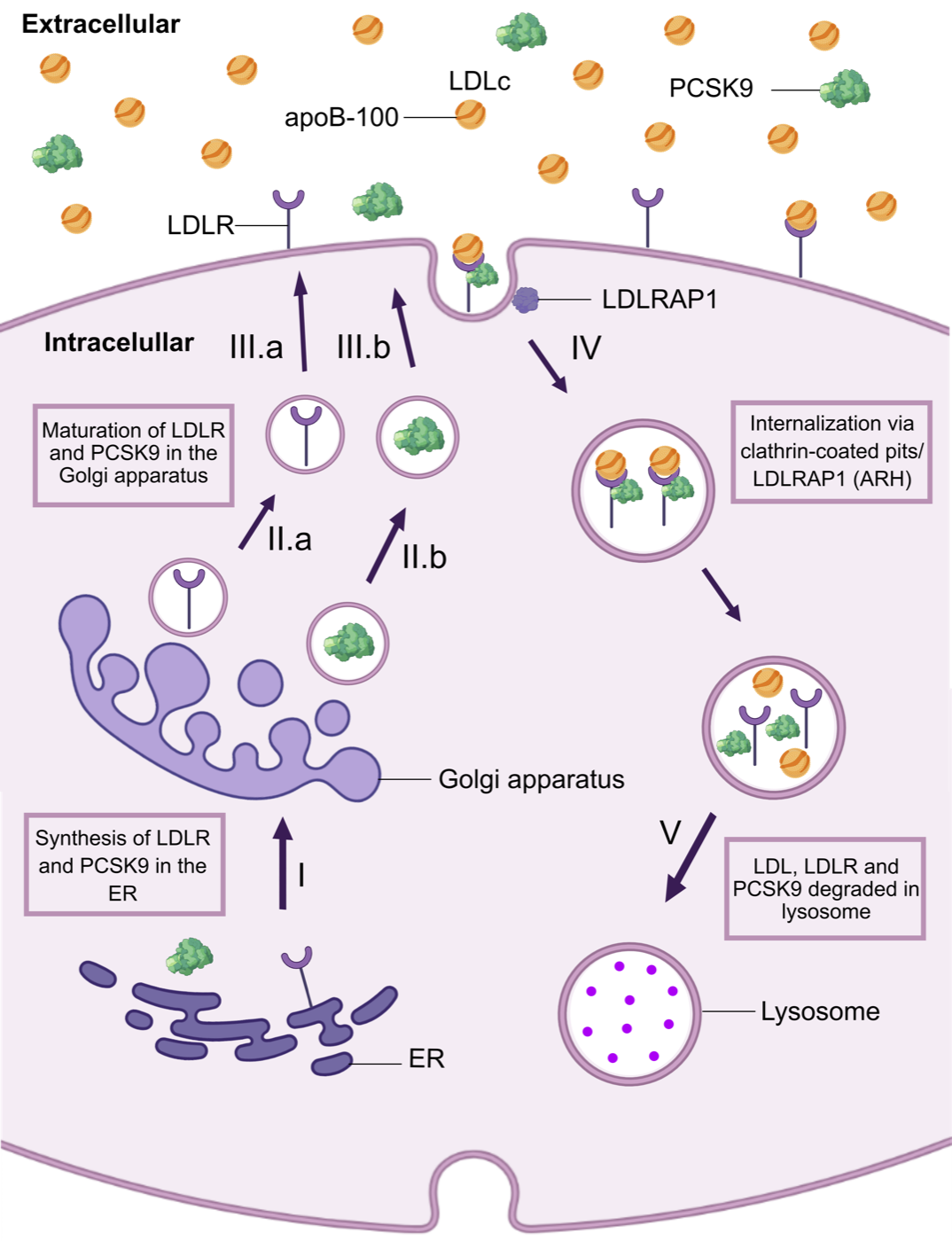 Mecanismo de ação da PCSK9 na via do receptor de LDL
